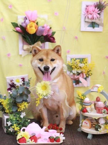 20230304茶々丸くん